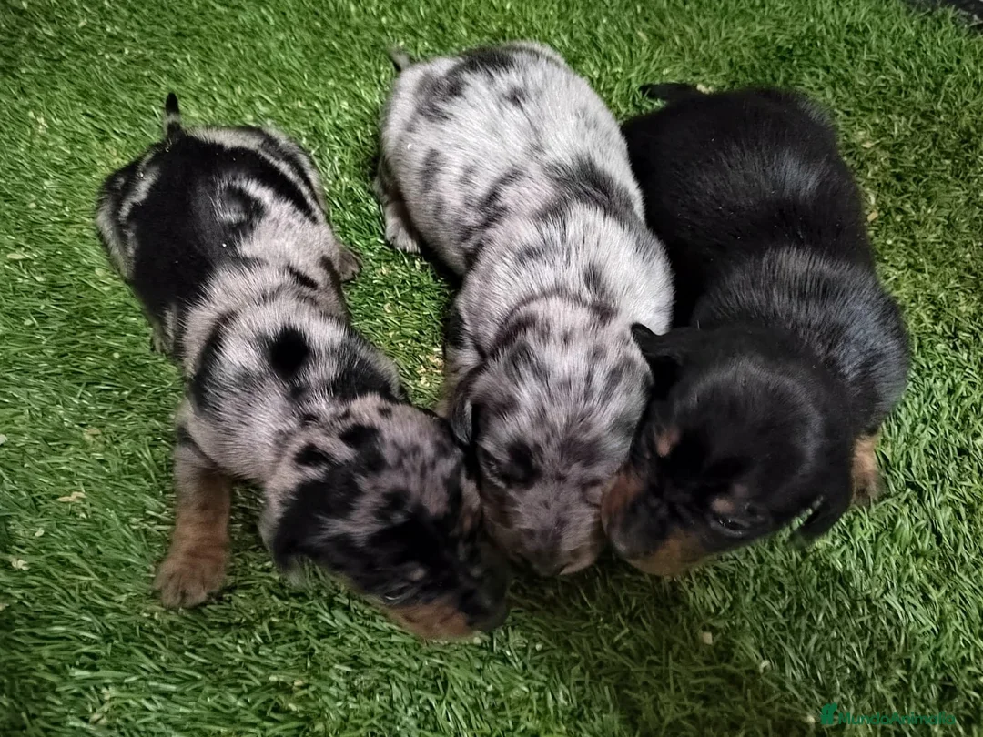 Teckel Miniatura perros en venta: Camada de Teckel Arlequin Miniatura - Anuncio 4