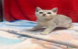 Británico de Pelo Corto gatos en venta: British Silver Shaded Negro - Imagen 7