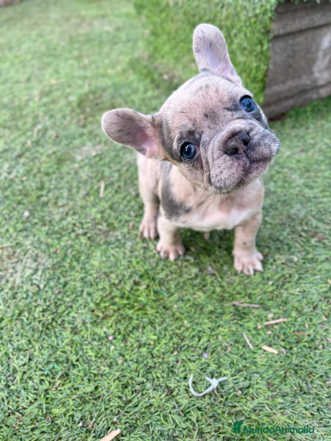 Bulldog Francés perros en venta: Bebés Criados en Familia con Amor y Respeto" - Anuncio 9