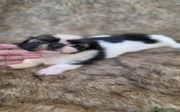 Shih Tzu perros en venta: Shithzu - Imagen 2