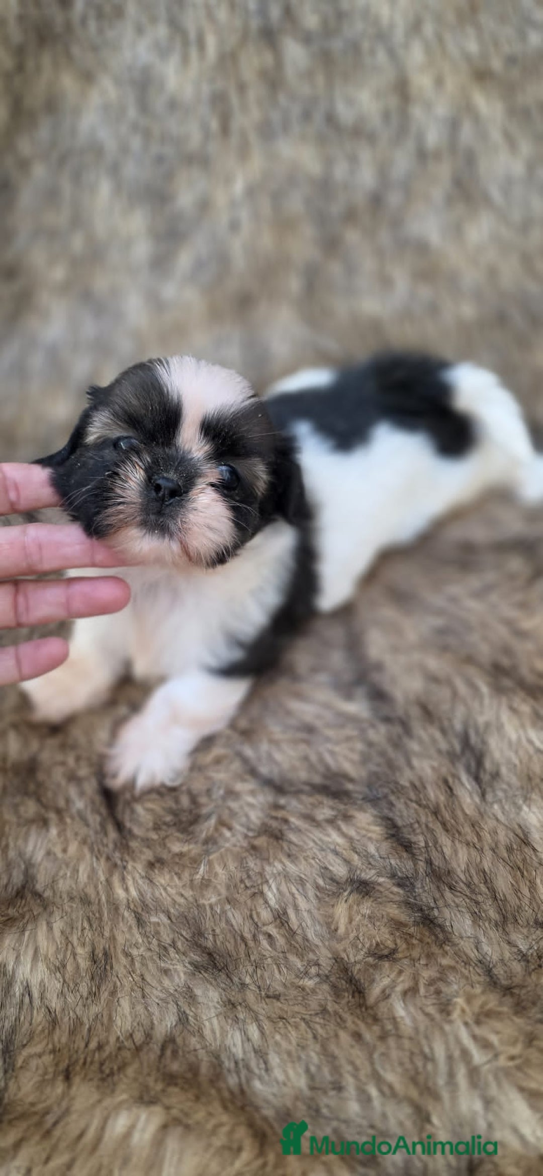 Shih Tzu perros en venta: Shithzu - Imagen 2