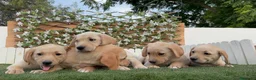 Labrador Retriever perros en venta: LABRADOR RETRIEVER-PRECIO REAL - Anuncio 3