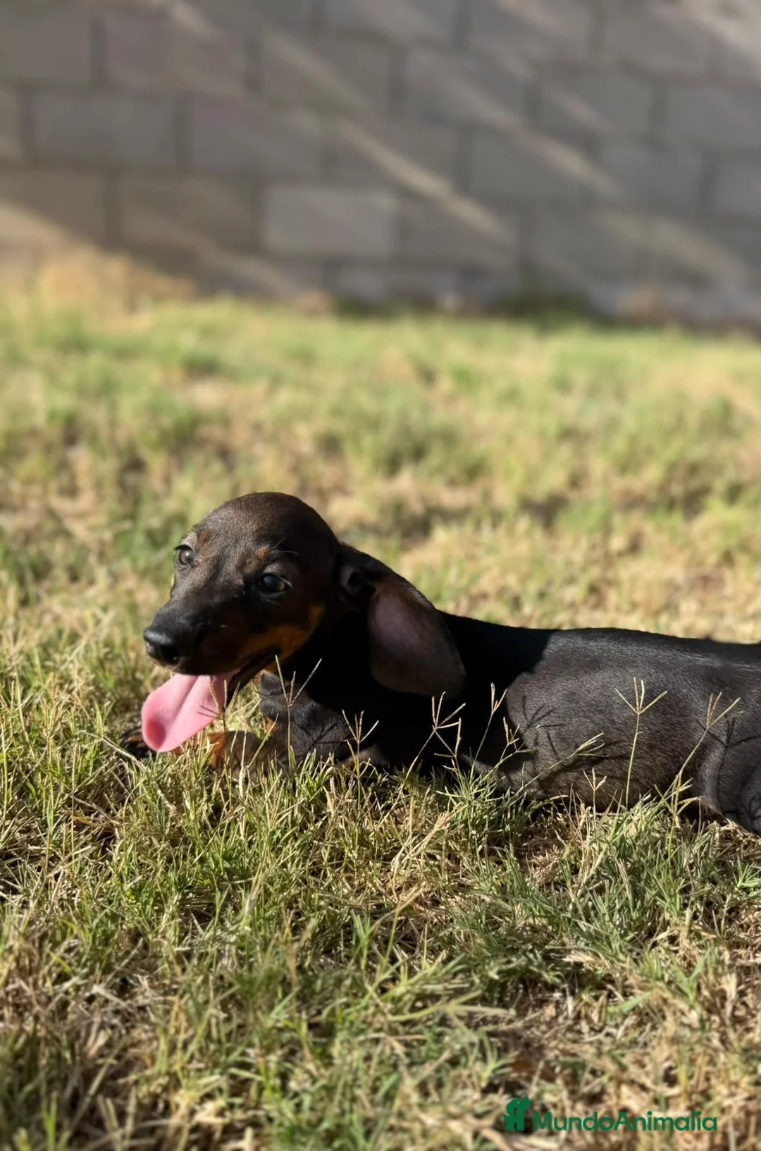 Teckel Miniatura perros en venta: Teckels Color Jabalí Hembra  - Anuncio 2