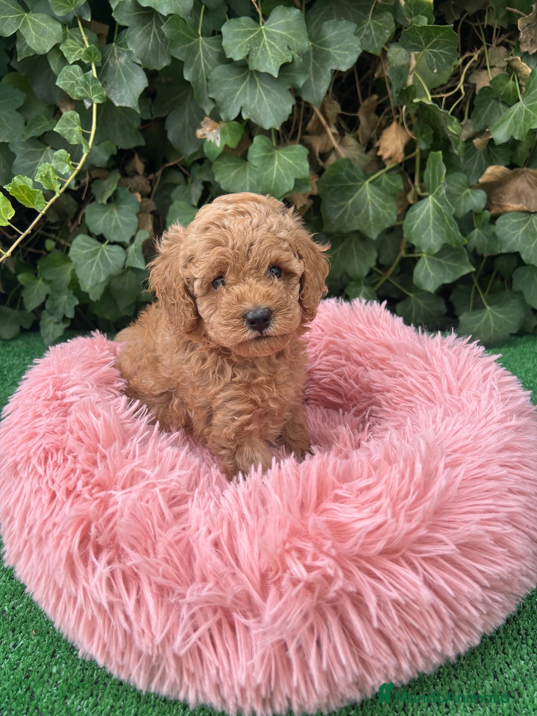 Raza Mixta perros en venta: caniche  - Anuncio 6