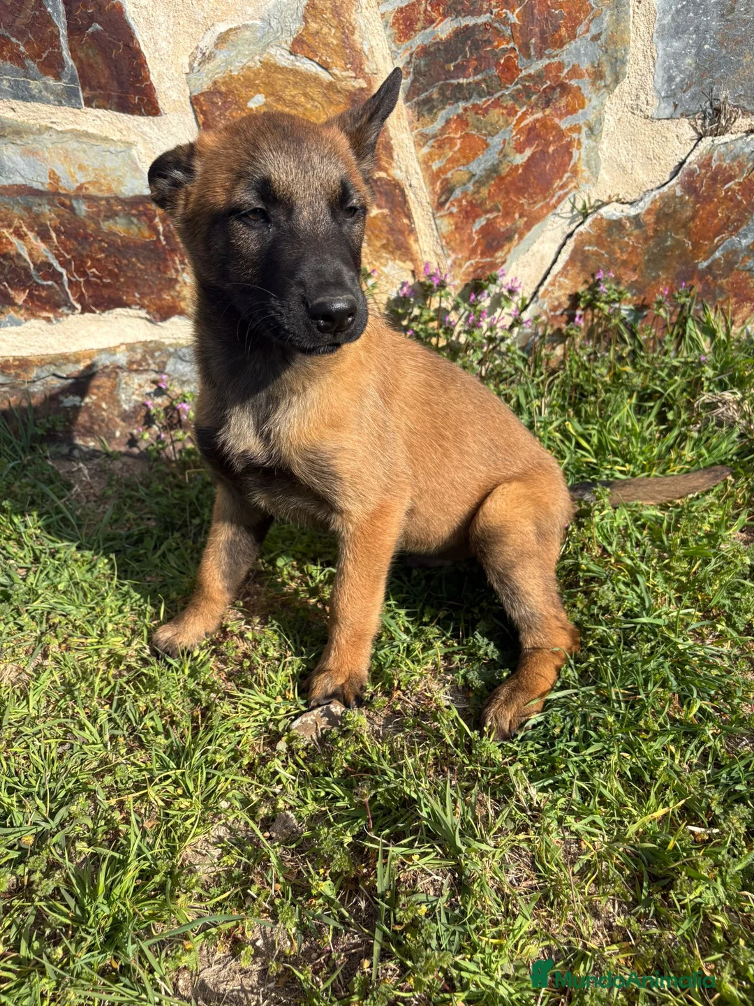 Pastor Belga Malinois perros en venta: Pasator Belga Malinois - Anuncio 10