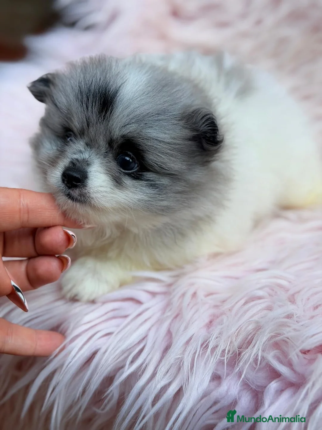 Pomerania perros en venta: POMERANIA - Anuncio 6