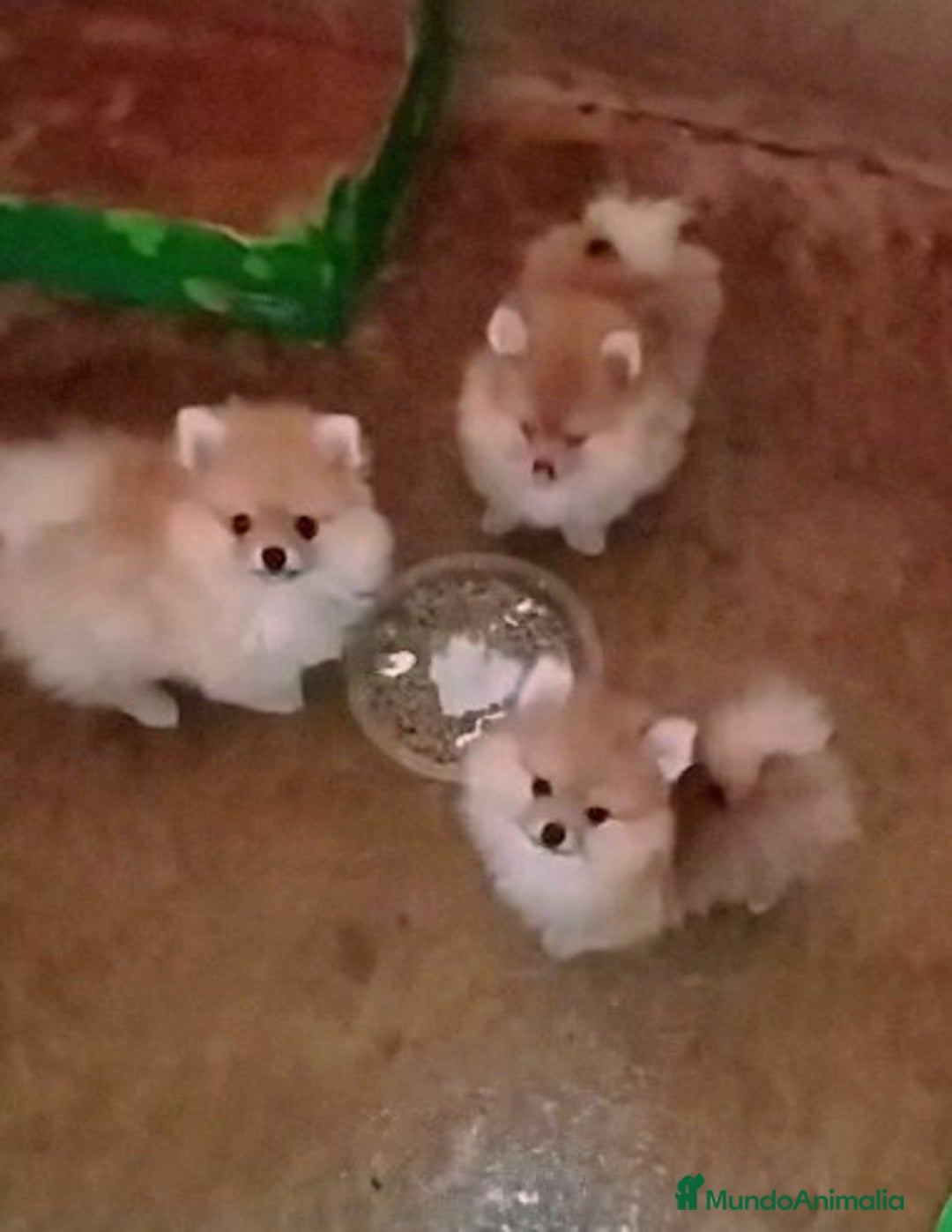 Pomerania perros en venta: LINDO MACHITO POMERANIA DESDE 700 € - Imagen 3