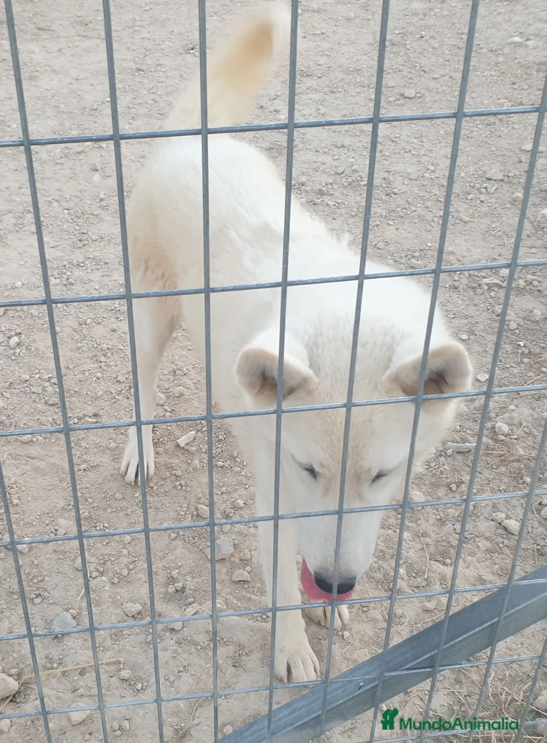 Husky Siberiano perros en venta: Husky siberiano blanca con pedigree - Anuncio 2