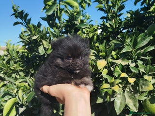 Pomerania perros - Anuncio 11