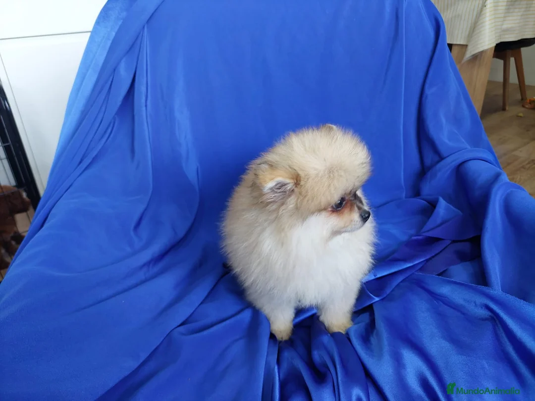 Pomerania perros en venta: LULU POMERANIA EXCLUSIVO  - Anuncio 2