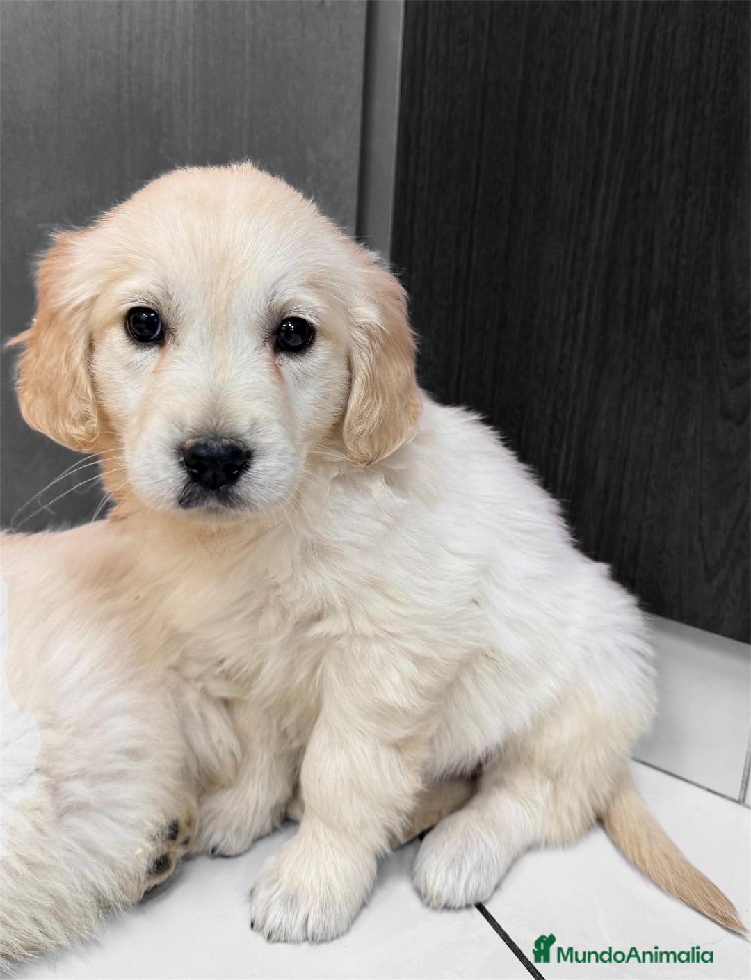 Golden Retriever perros en venta: CAMADA GOLDEN🐾 - Anuncio 2