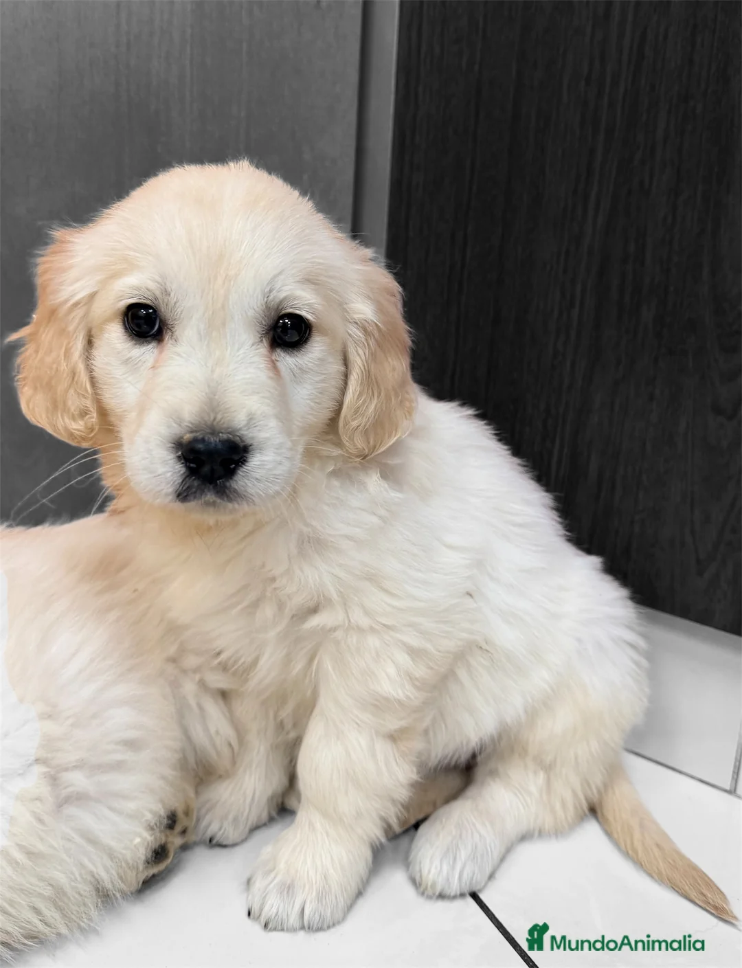 Golden Retriever perros en venta: CAMADA GOLDEN🐾 - Anuncio 2