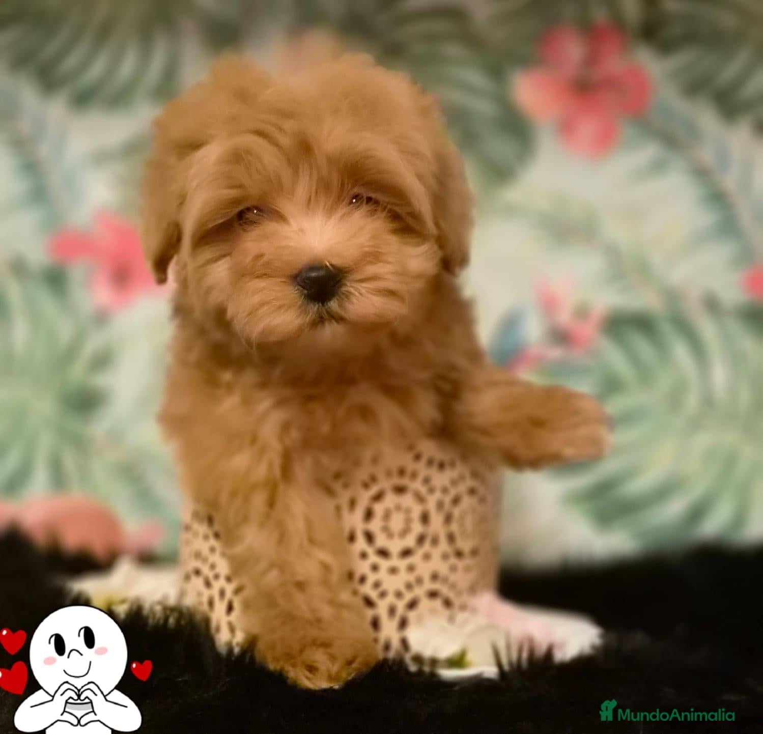 Maltipoo perros Maltipoo macho  - Anuncio 1