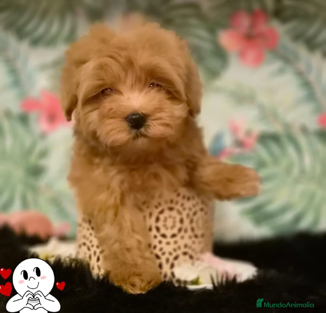 Maltipoo perros en venta: Maltipoo macho  - Anuncio 1