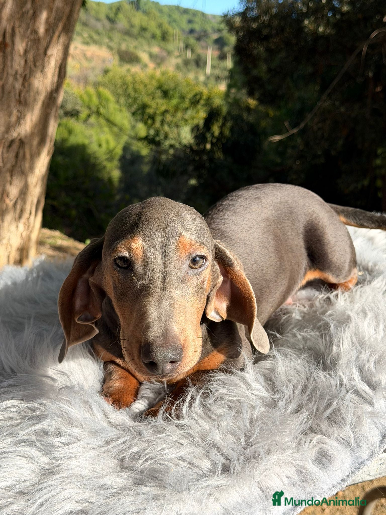 Teckel Miniatura perros Teckel blue mini - Anuncio 33