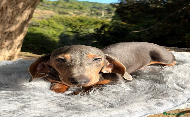 Teckel Miniatura perros Teckel blue mini - Anuncio 2