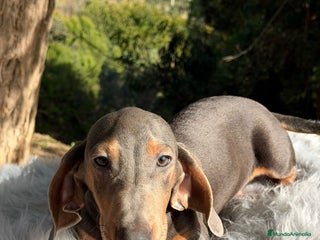 Teckel Miniatura perros Teckel blue mini - Anuncio 2