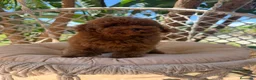Caniche Toy perros en venta: Caniche toy súper mini - Anuncio 4