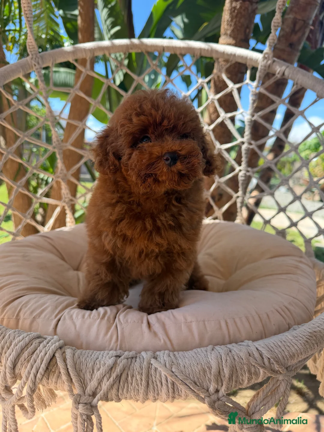 Caniche Toy perros en venta: Caniche toy súper mini - Anuncio 4