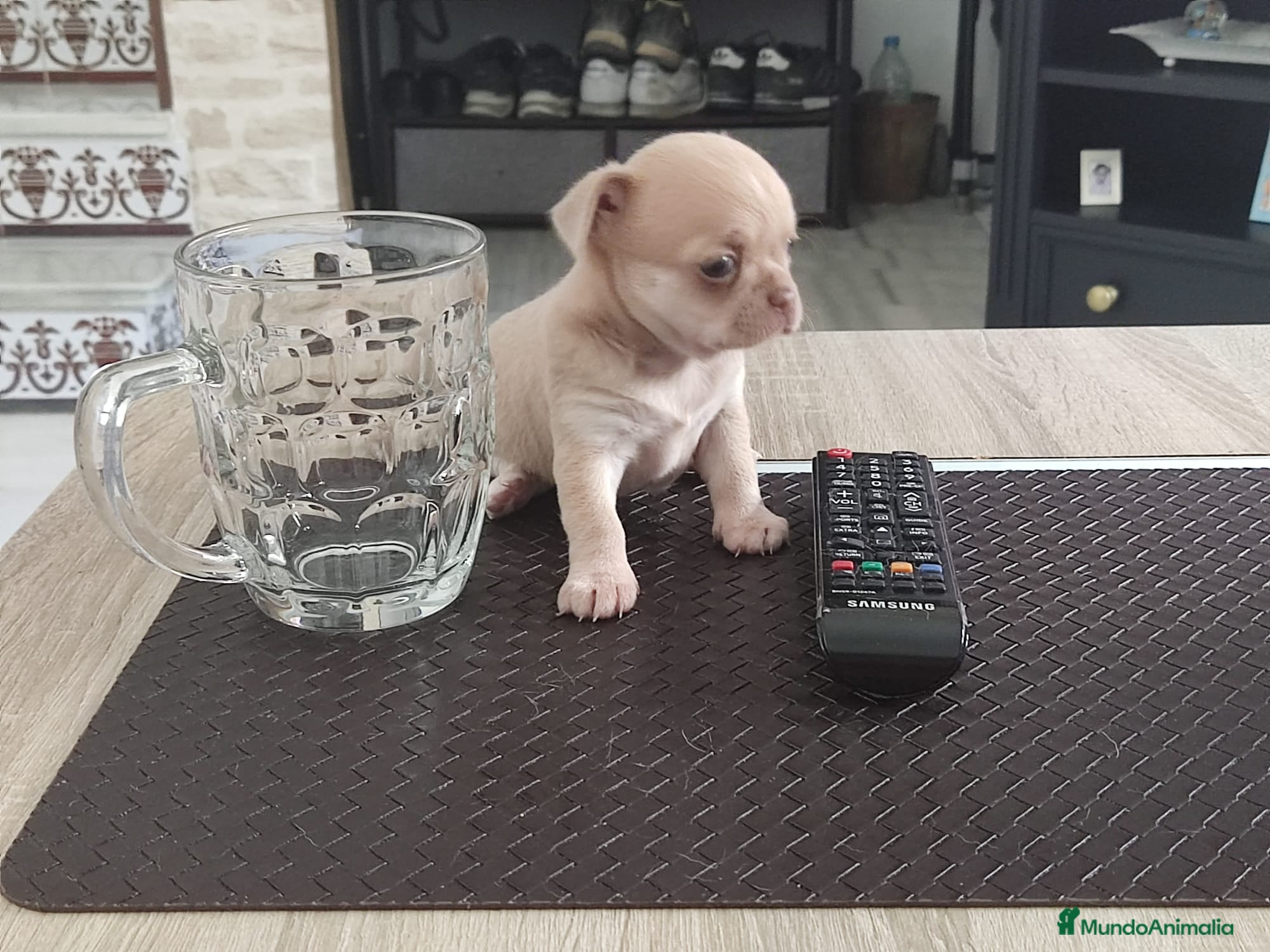 Chihuahua perros en venta: Disponible Chihuahuas Rusos Machos - Anuncio 6
