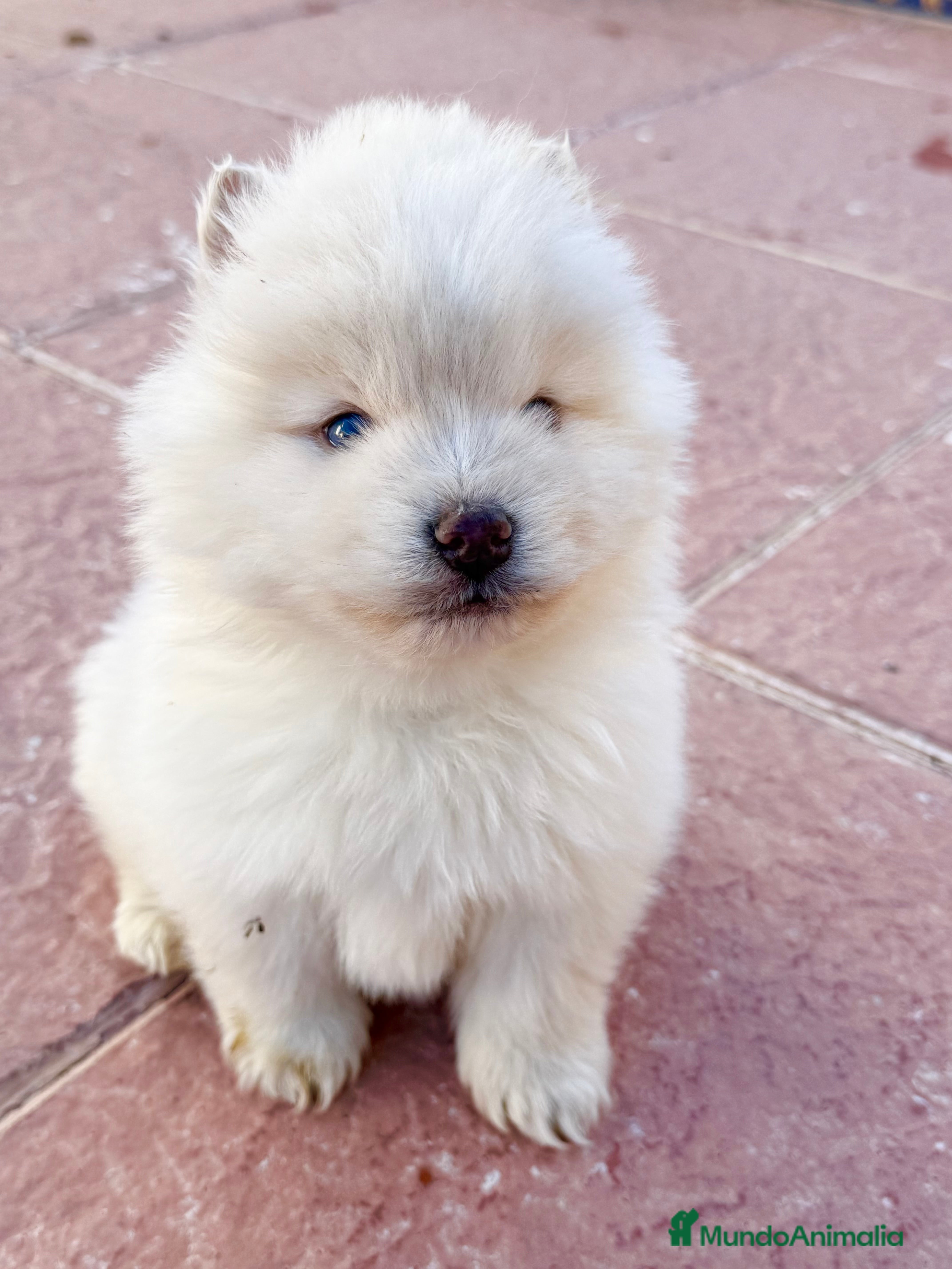 Pomsky perros Pomsky mini huskys ojos azules  - Anuncio 10