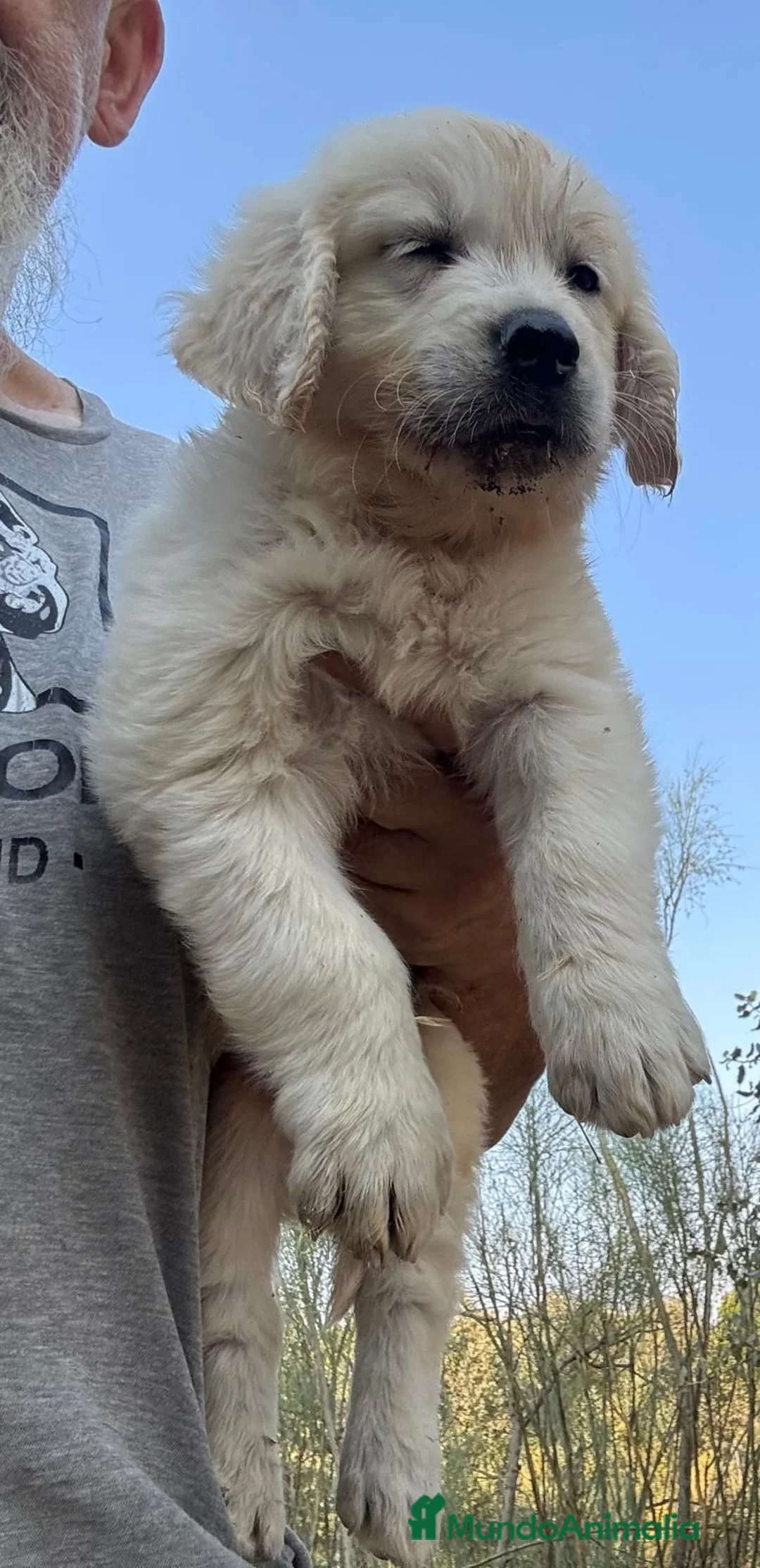 Golden Retriever perros en venta: Golden retriever  - Anuncio 2