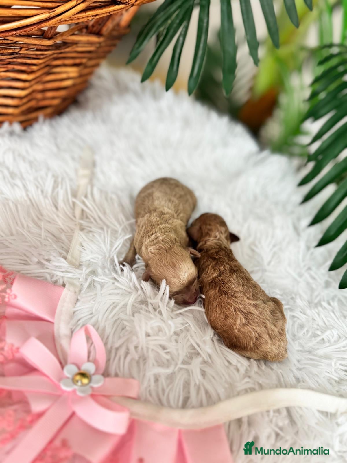 Caniche Toy perros CANICHE TOY - Anuncio 1