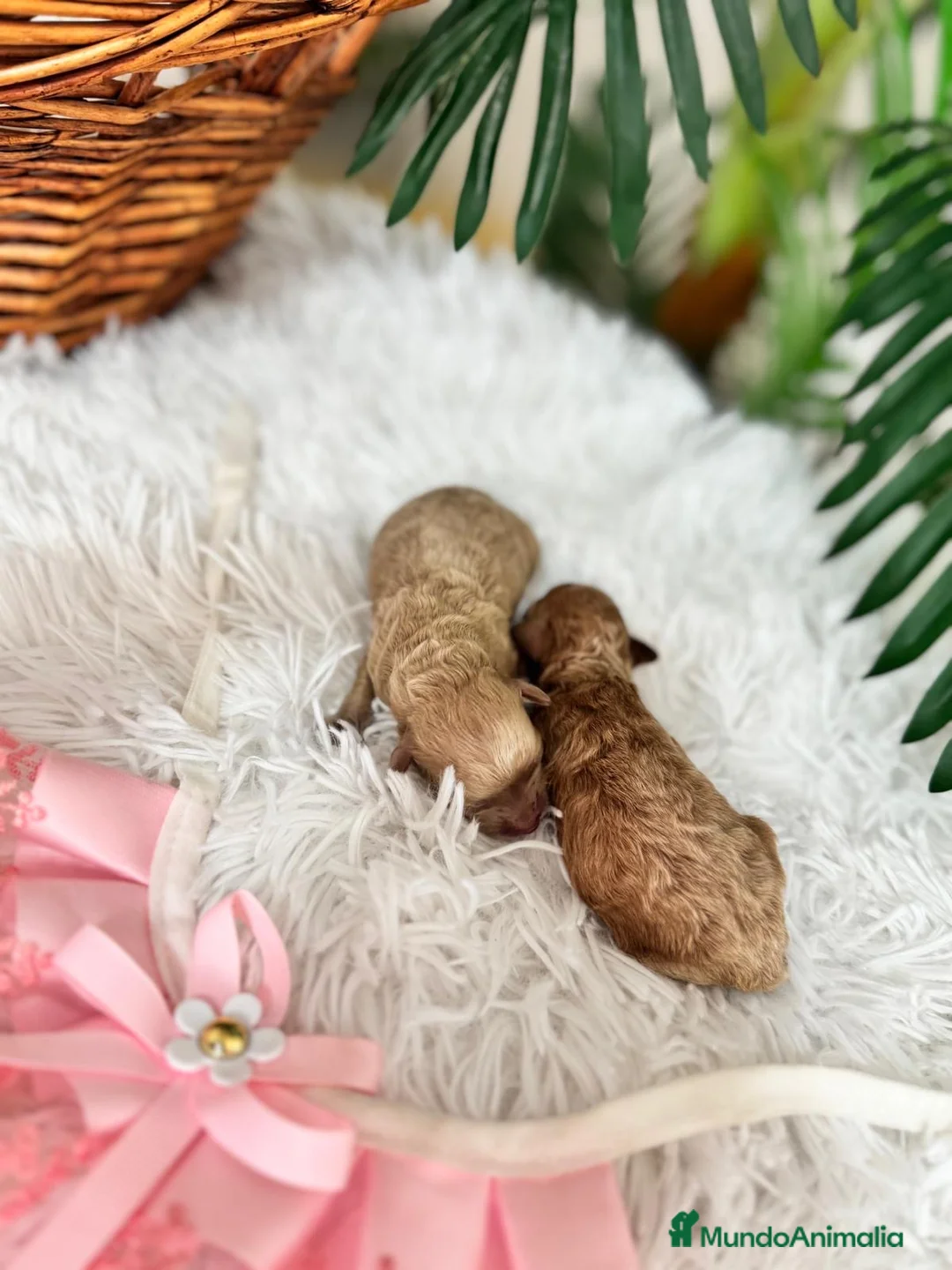 Caniche Toy perros en venta: CANICHE TOY - Anuncio 1