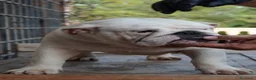 Bulldog Inglés perros en venta: Cachorro bulldog ingles  - Anuncio 4