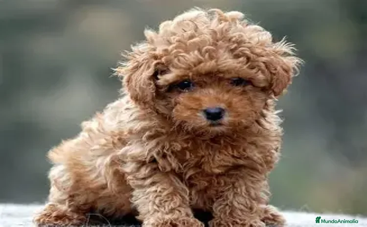 Caniche Toy perros - Anuncio 1