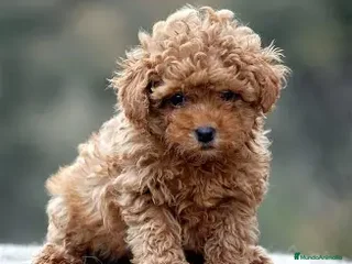 Caniche Toy perros - Anuncio 20