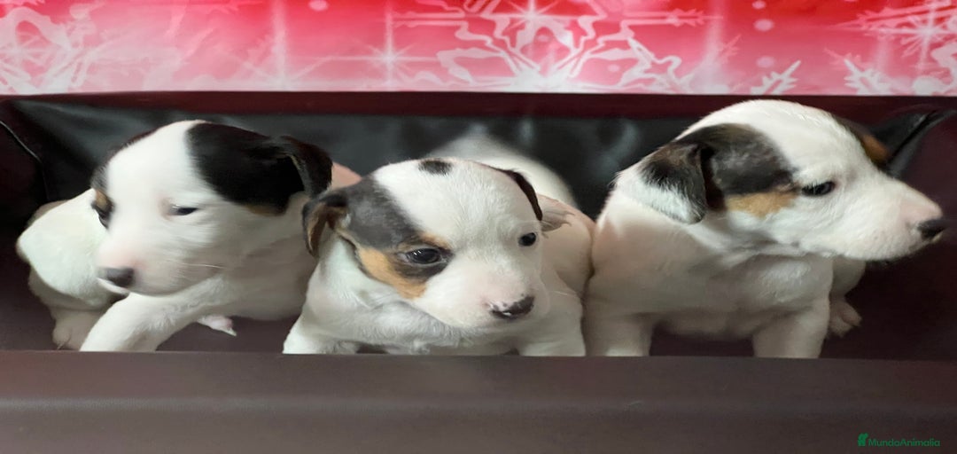 Imagen de galería {{count}}