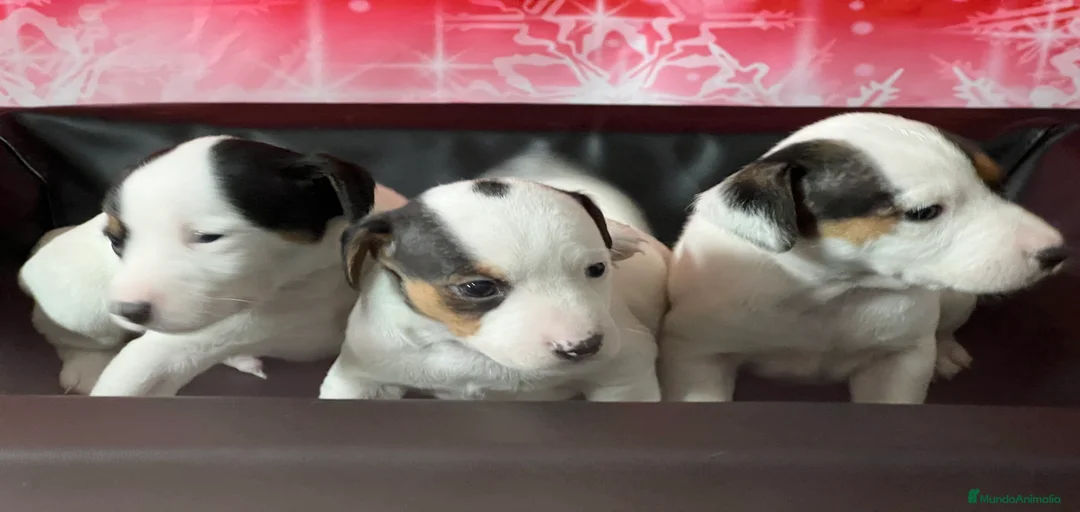 Imagen de galería {{count}}