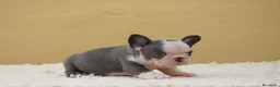 Bulldog Francés perros en venta: Cachorros de Bulldog Frances  - Anuncio 2