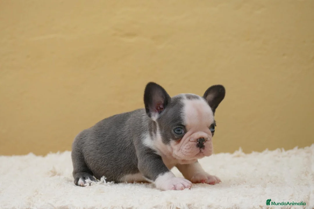 Bulldog Francés perros en venta: Cachorros de Bulldog Frances  - Anuncio 2