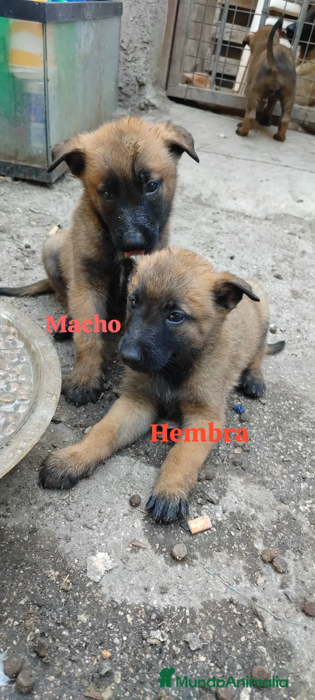 Pastor Belga Malinois perros en venta: Disponible Pastores belga malinois  - Anuncio 2