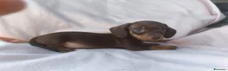 Teckel Miniatura perros en venta: Teckel kanichen  - Anuncio 1