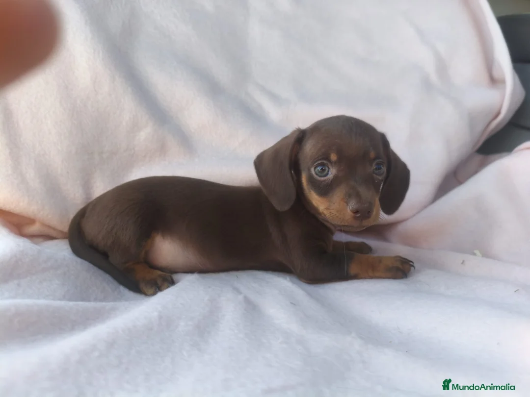 Teckel Miniatura perros en venta: Teckel kanichen  - Anuncio 1