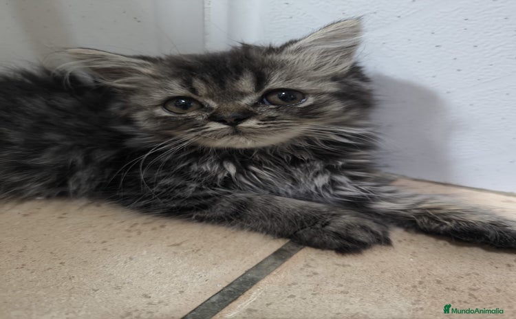 Persa gatos - Anuncio 1