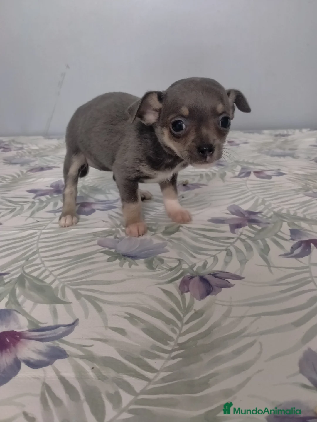 Chihuahua perros en venta: Chihuahuas  - Anuncio 3