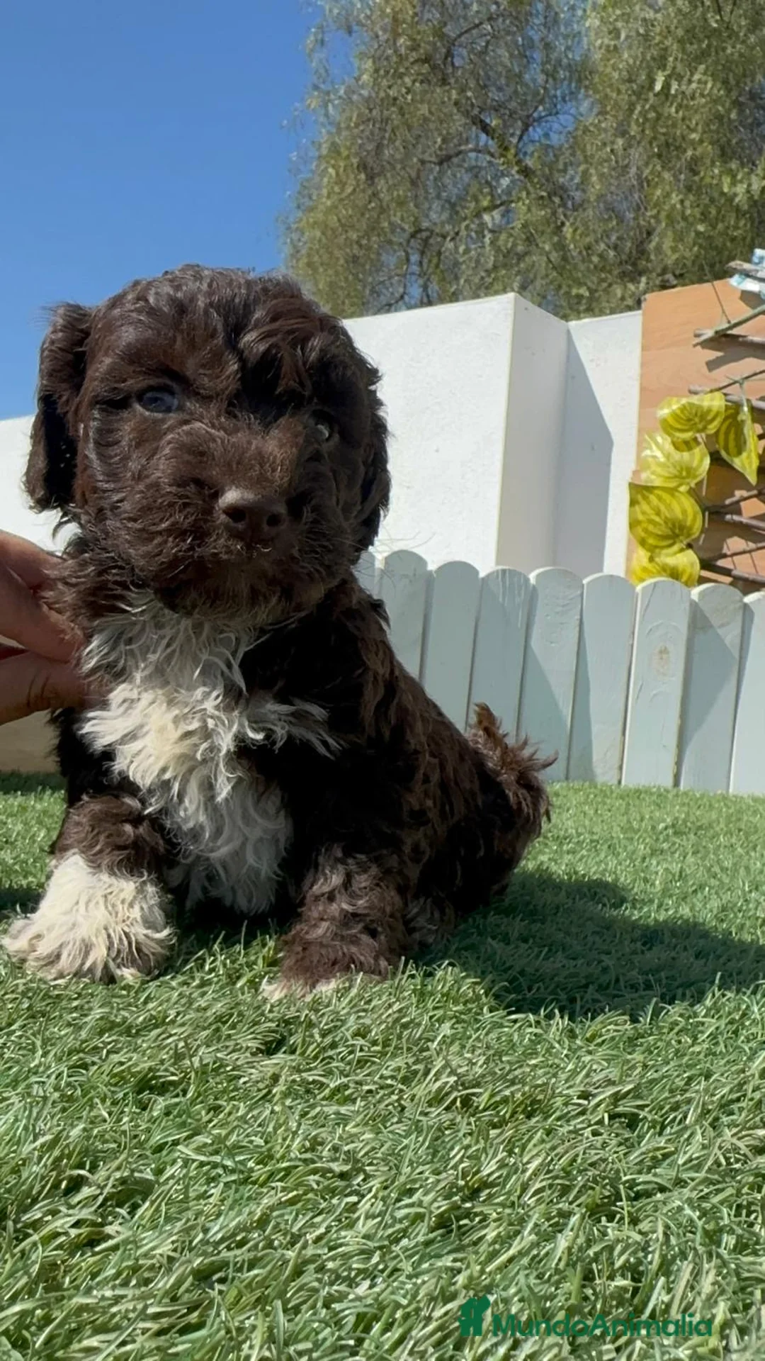 Perro de Agua Español perros en venta: PERRO DE AGUA - Anuncio 1