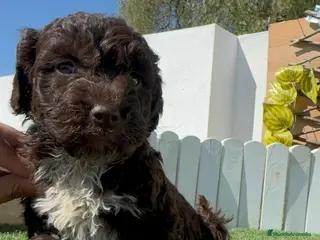 Perro de Agua Español perros PERRO DE AGUA - Anuncio 1