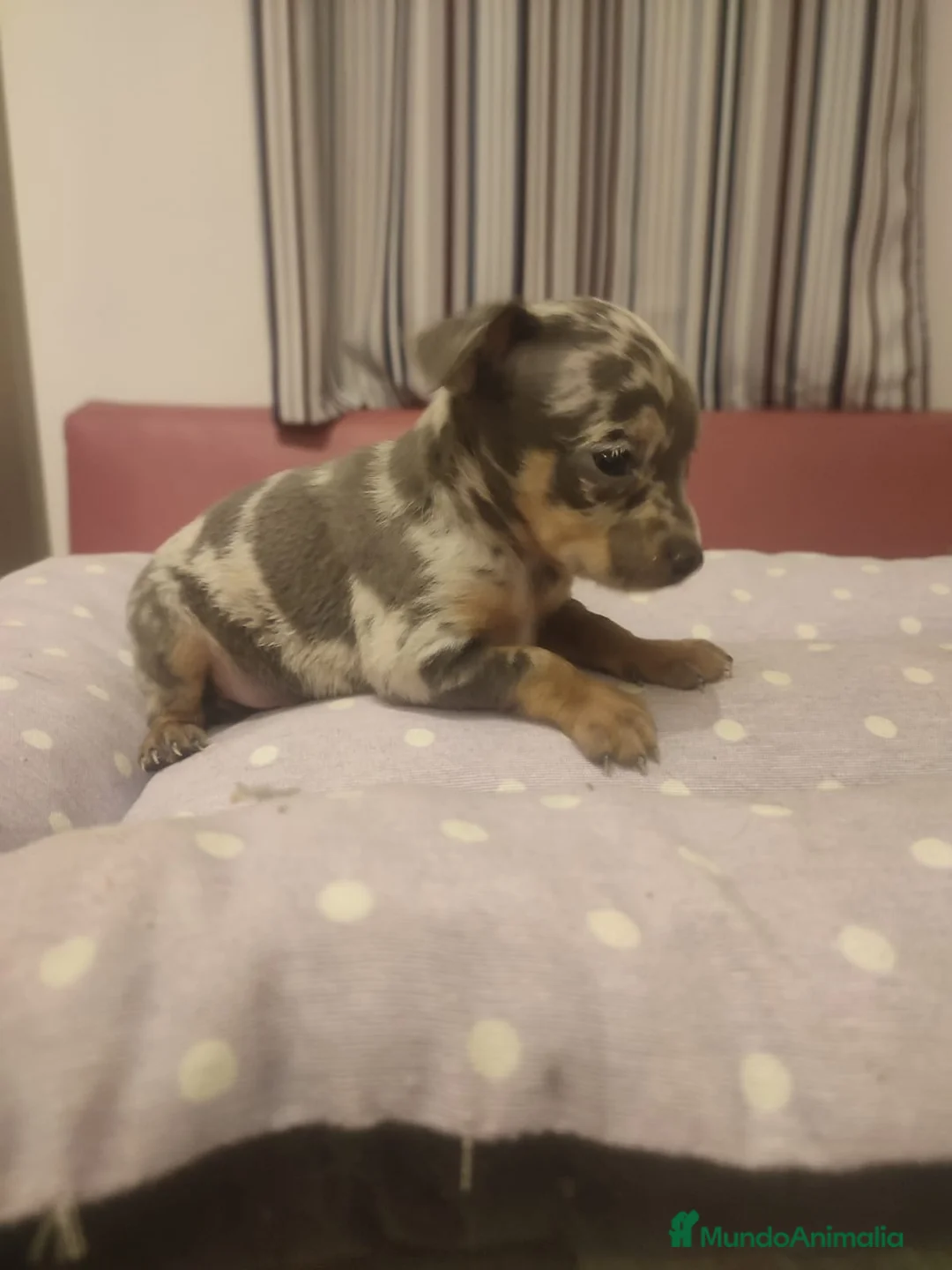 Ratón de Praga perros en venta: Camada de Ratón de Praga en Madrid - Anuncio 4