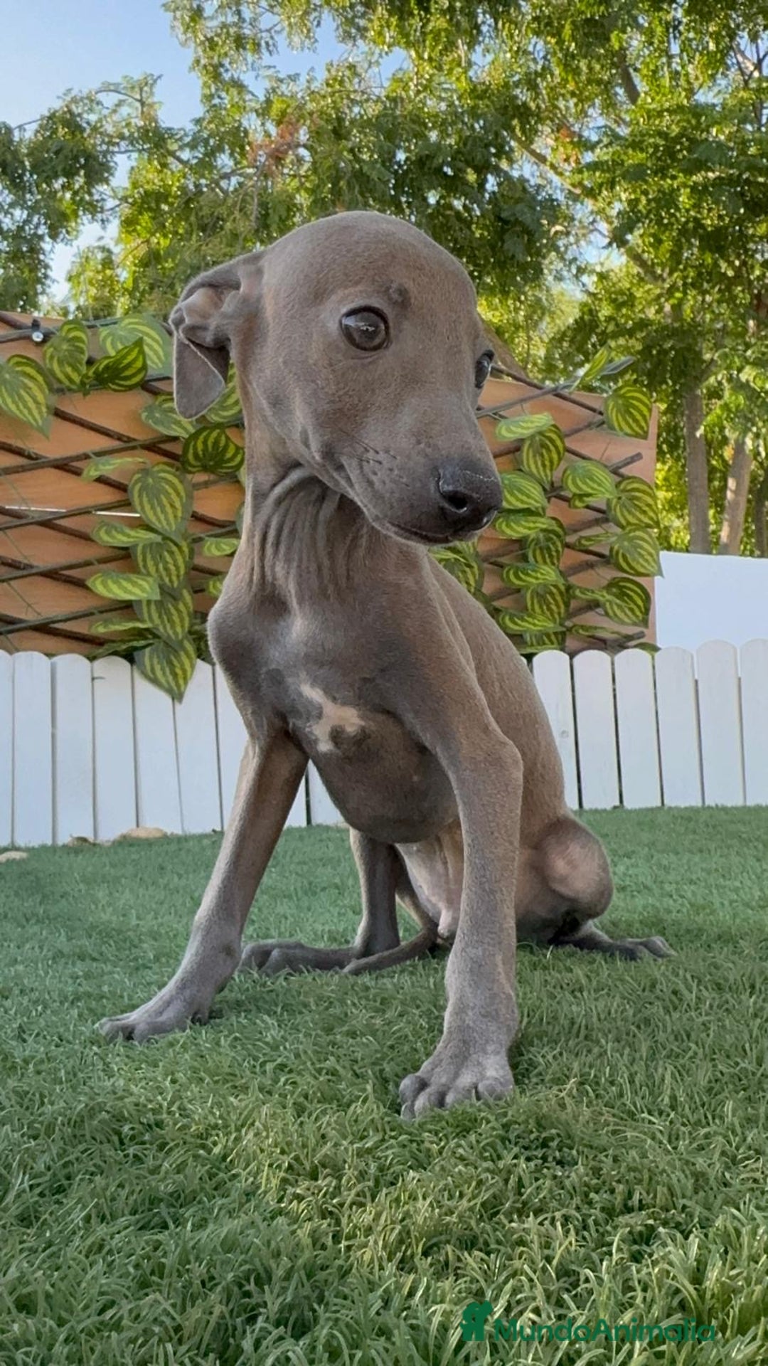 Pequeño Lebrel Italiano perros en venta: PICCOLO BLUE - Imagen 4
