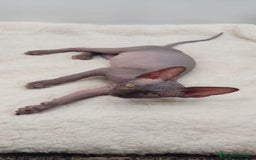 Sphynx gatos en venta: Preciosa camada de machitos - Anuncio 7