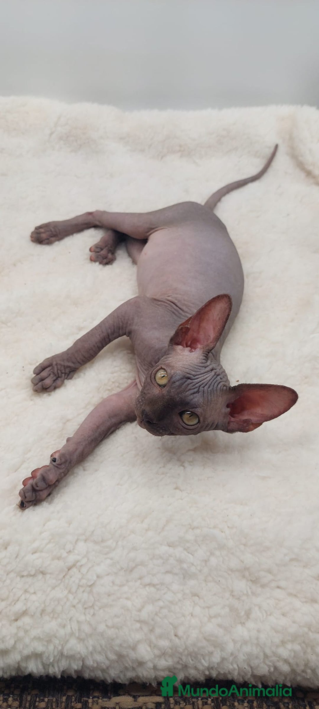 Sphynx gatos en venta: Preciosa camada de machitos - Anuncio 7