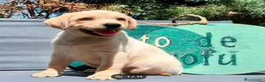 Labrador Retriever 1