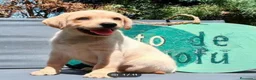 Labrador Retriever perros en venta: Labrador - Anuncio 7