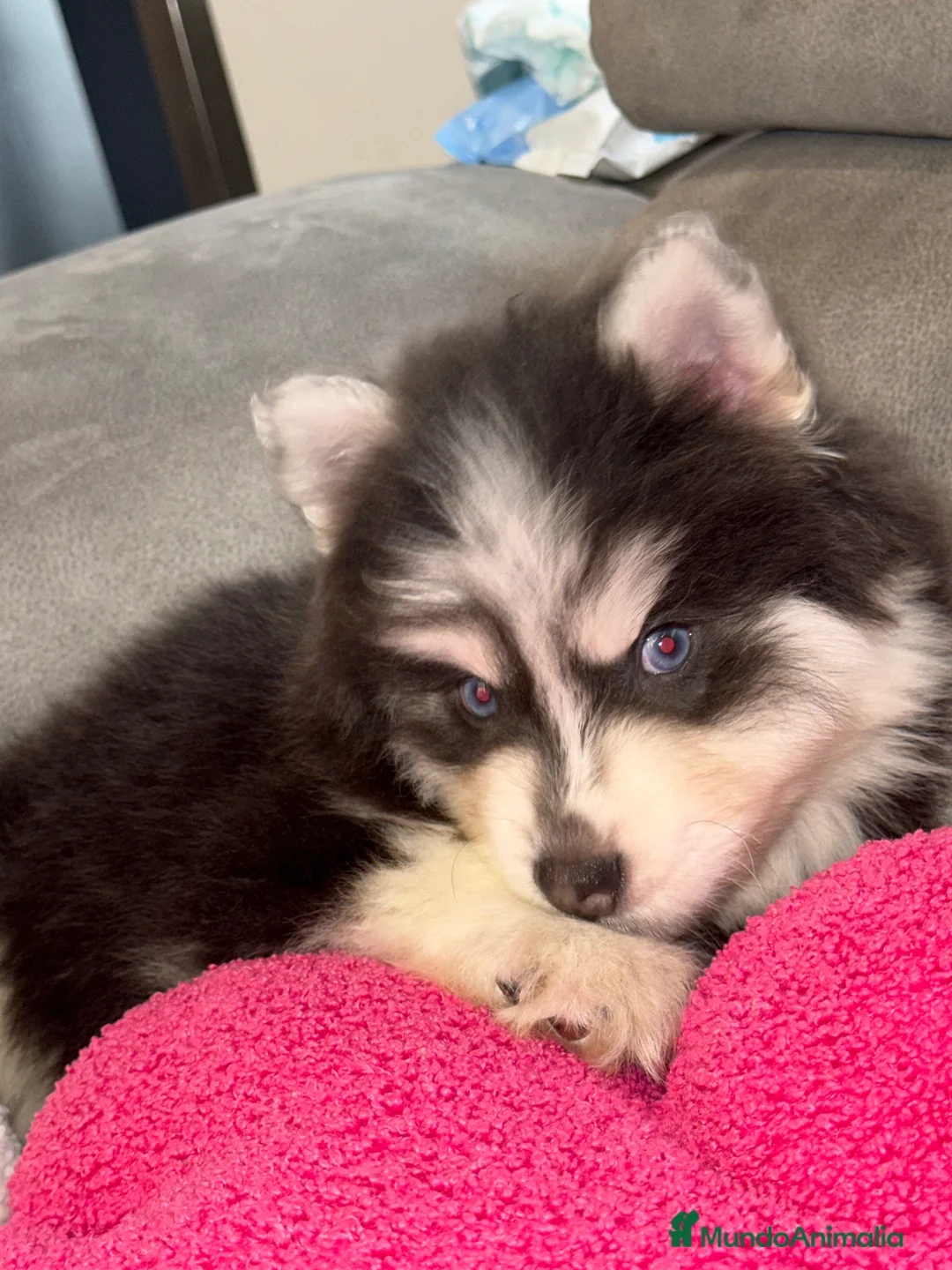 Pomsky perros en venta: dos machos y ultima hembra Pomsky ojos azules  - Anuncio 3