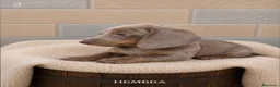 Teckel Miniatura perros en venta: Teckel miniatura exótico  - Anuncio 3